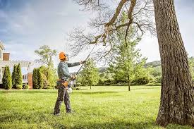 Best Tree Removal  in Clifton, NJ