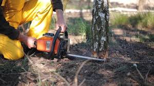 How Our Tree Care Process Works  in  Clifton, NJ