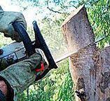 Best Stump Grinding and Removal  in Clifton, NJ