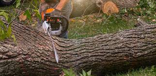 Best Utility Line Clearance  in Clifton, NJ