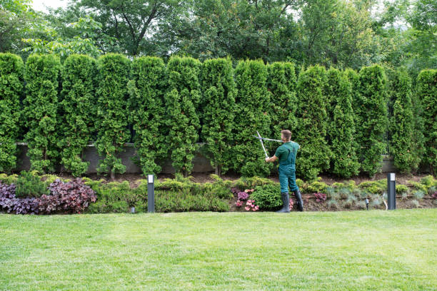 Best Lawn Drainage Solutions  in Clifton, NJ