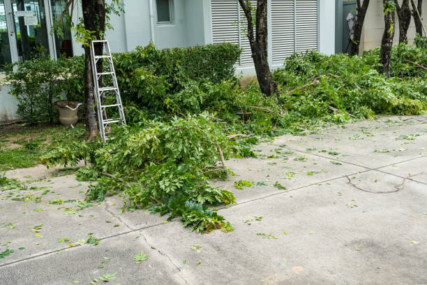 Best Tree Risk Assessment  in Clifton, NJ