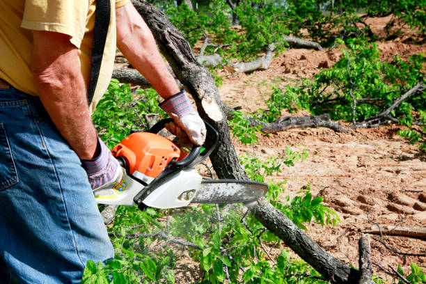 Best Arborist Consultation Services  in Clifton, NJ